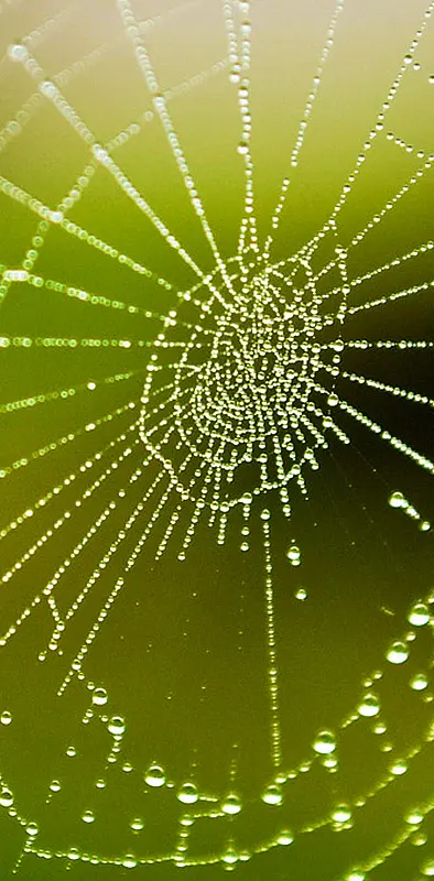 Dew On A Spider Web