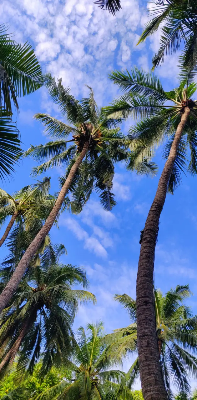 Palm tree Island