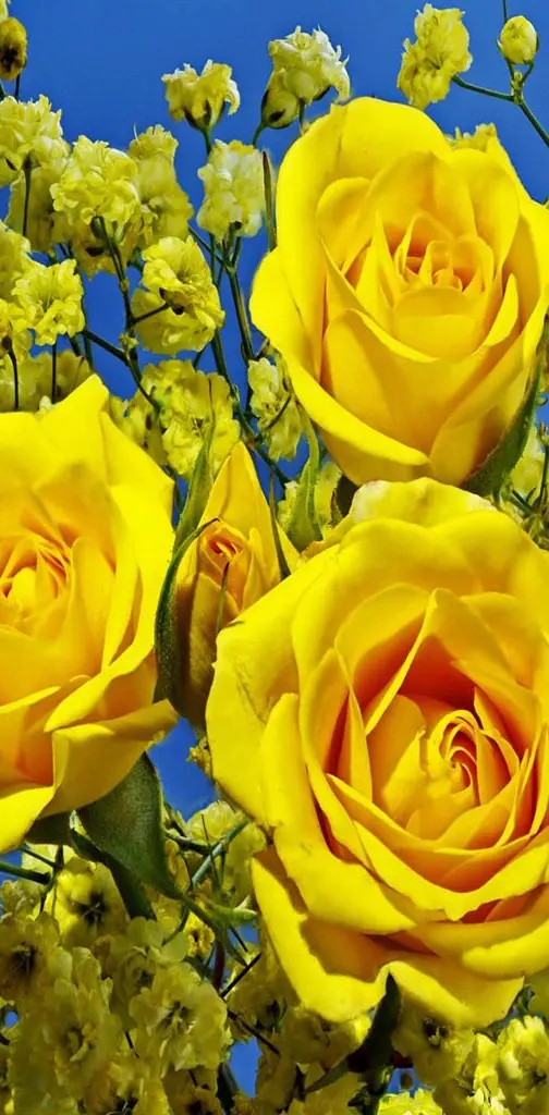 Closeup Yellow Roses