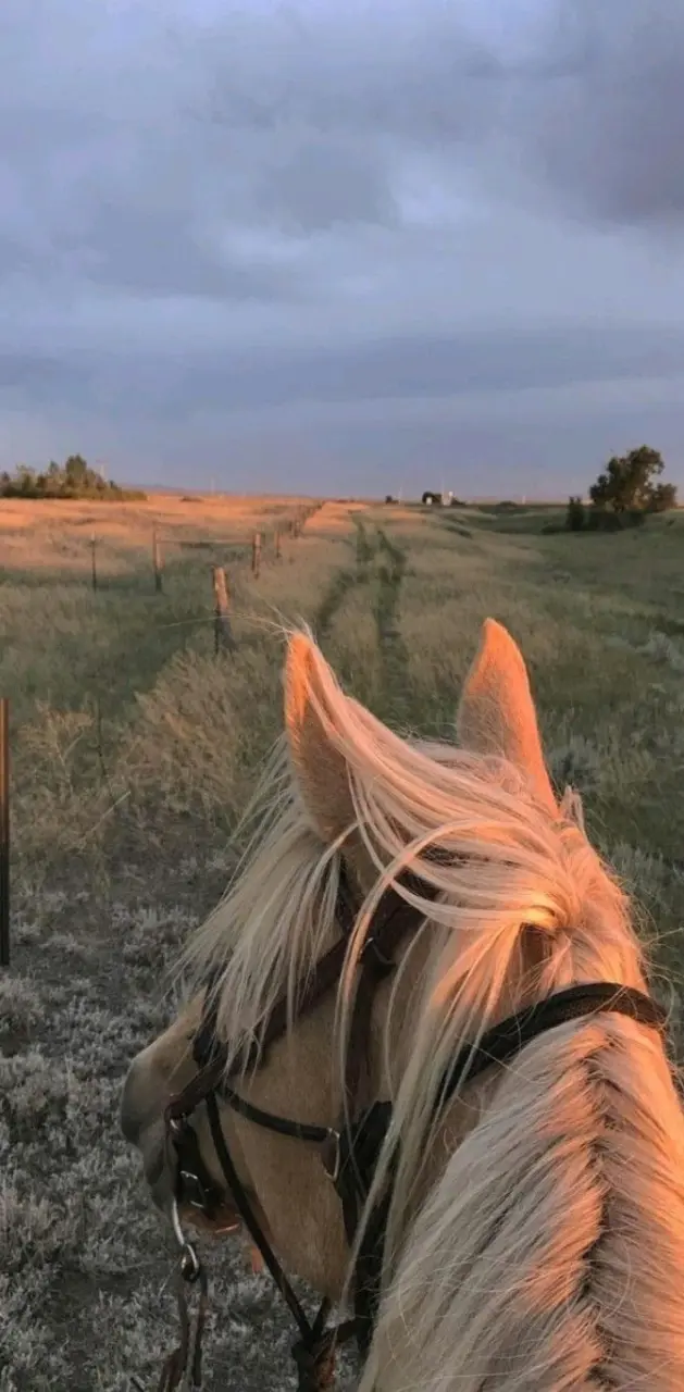 View from Horseback 