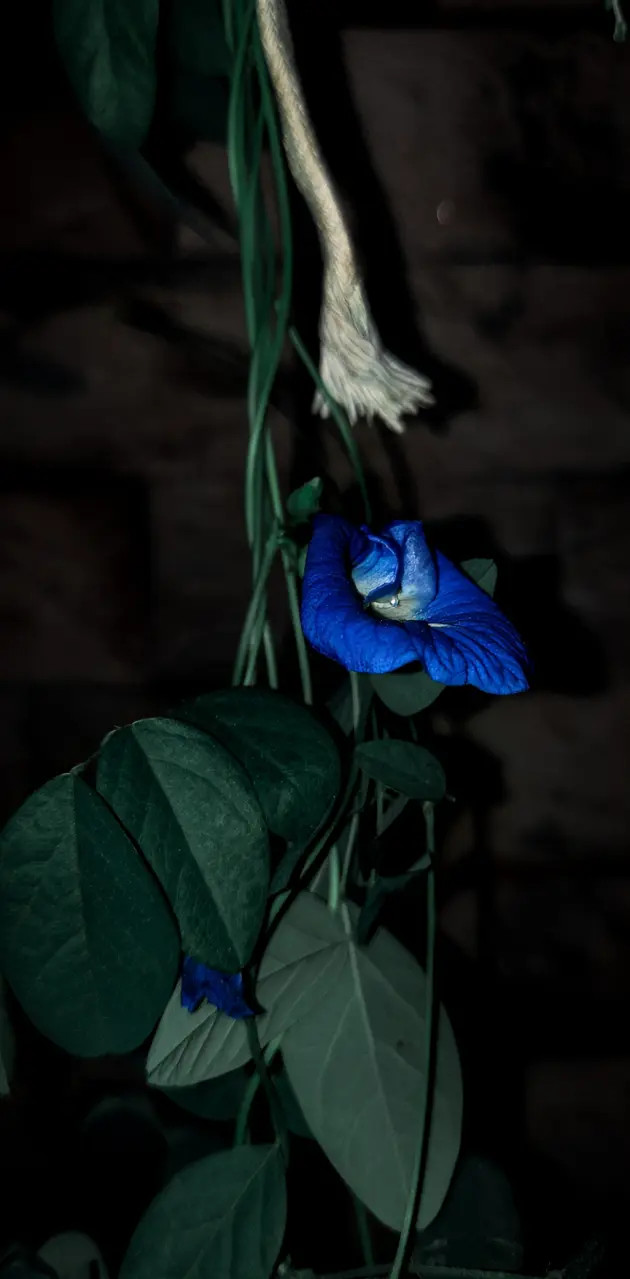 Flower ,petal, blue, stem tendril