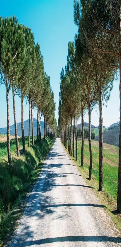 Road trees path