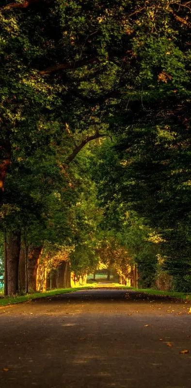 Summer Forest Road