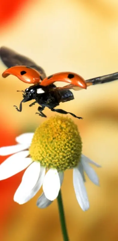Freaky Ladybug