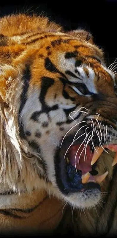 angry siberian tiger