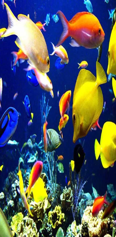Underwater Fishes