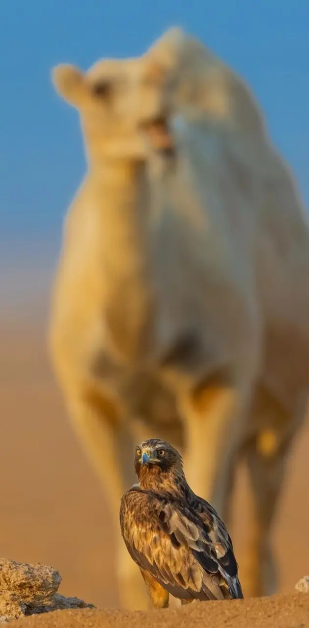 Falcon and camel