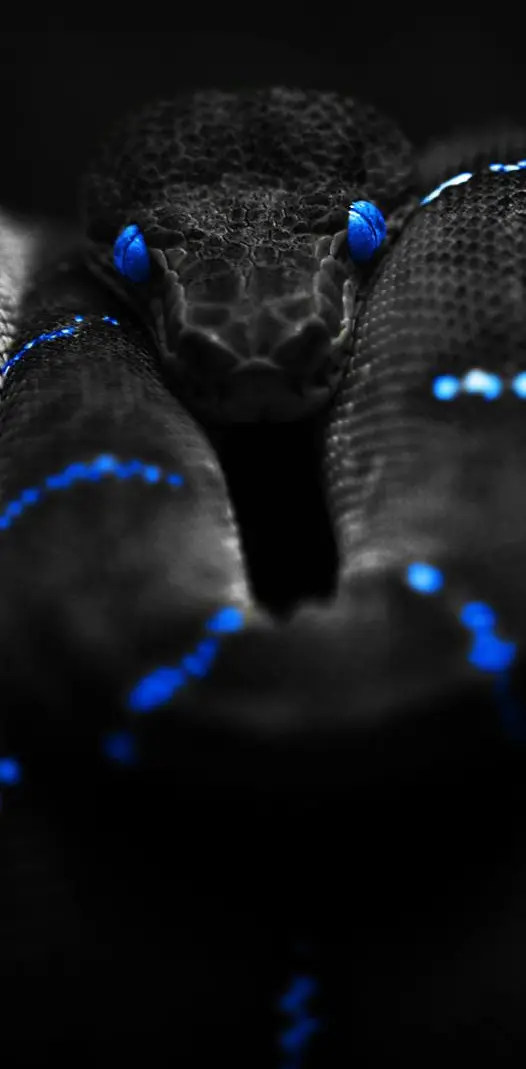 Blue Snake Hd