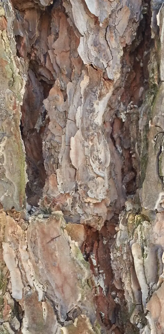 Tree Skin