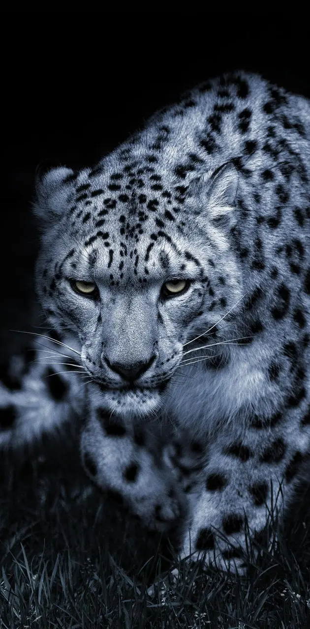 Leopard wallpaper by P3TR1T - Download on ZEDGE™