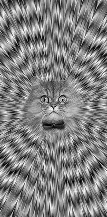 Abstract Cat