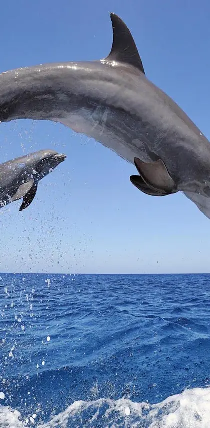 Dolphins jump