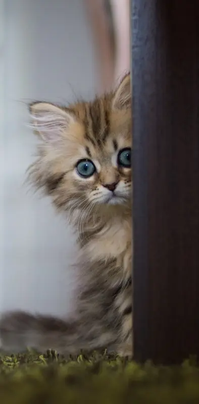 Cute Cat