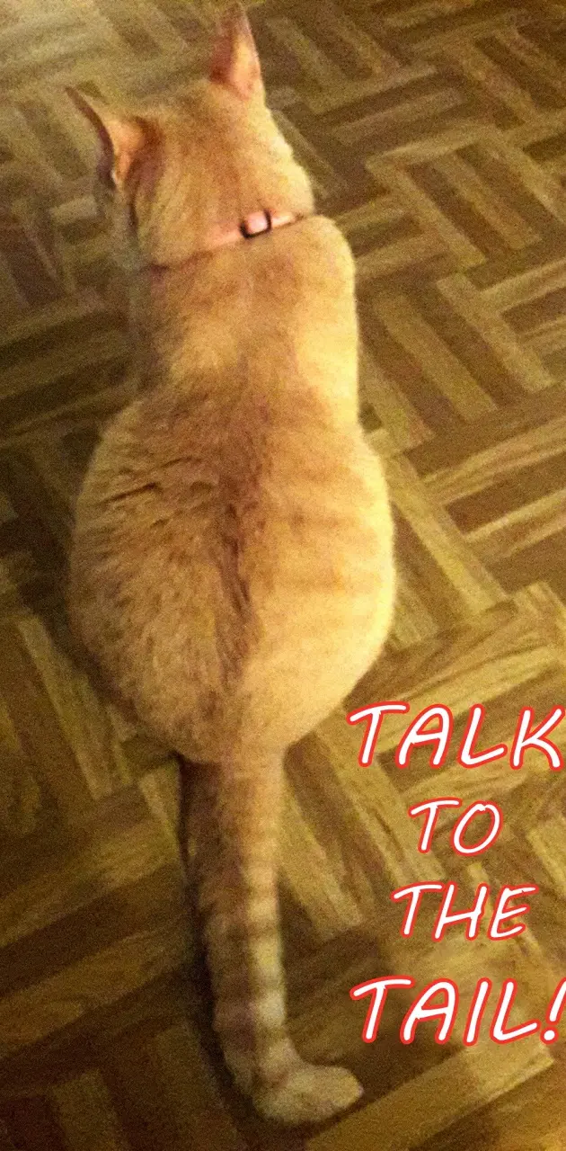 Talk To The Tail Cat