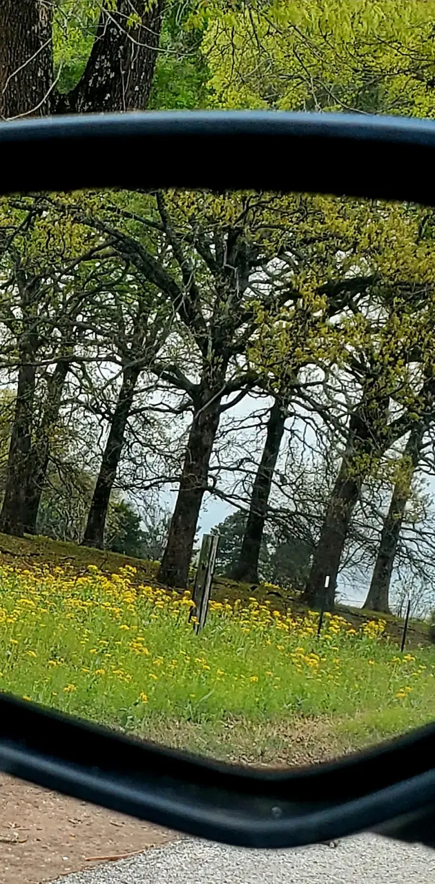 Spring wildflowers 