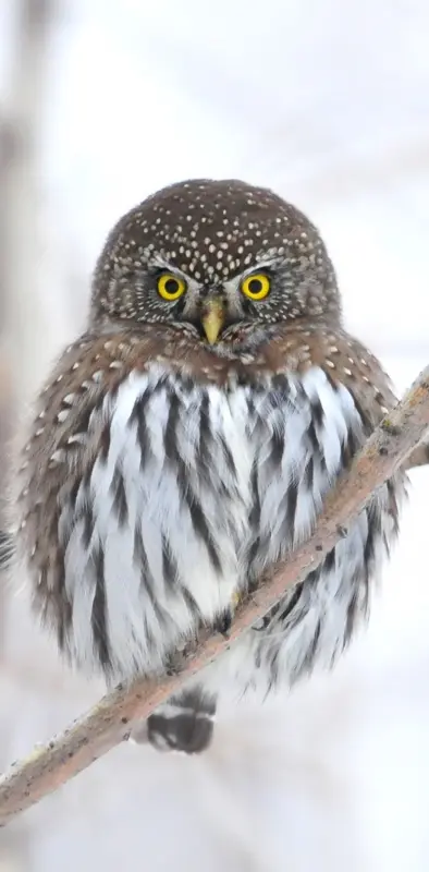 cute Owl