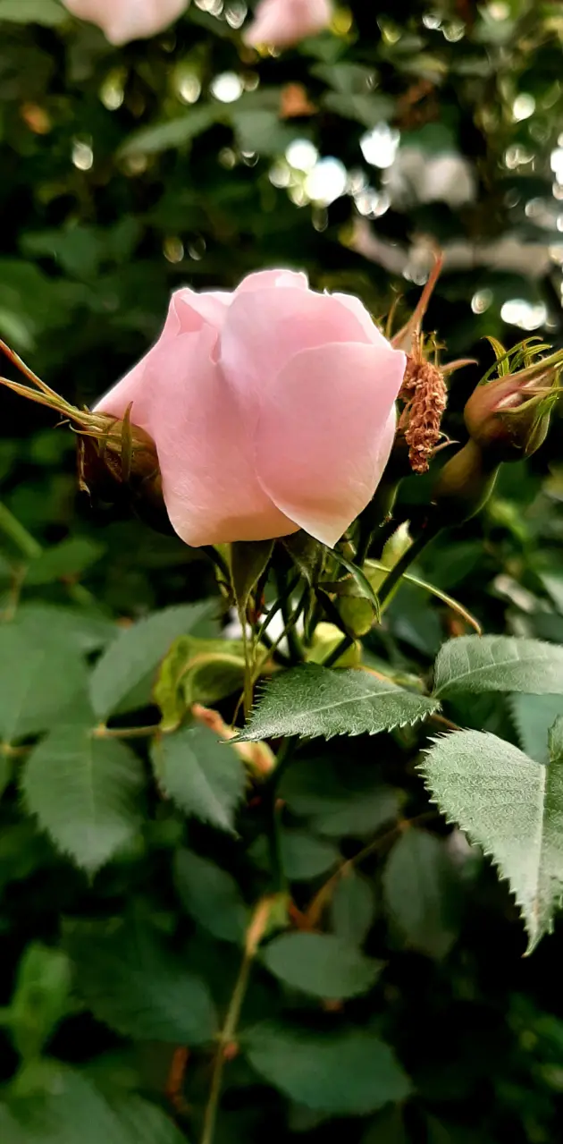 Azerbaijan flower