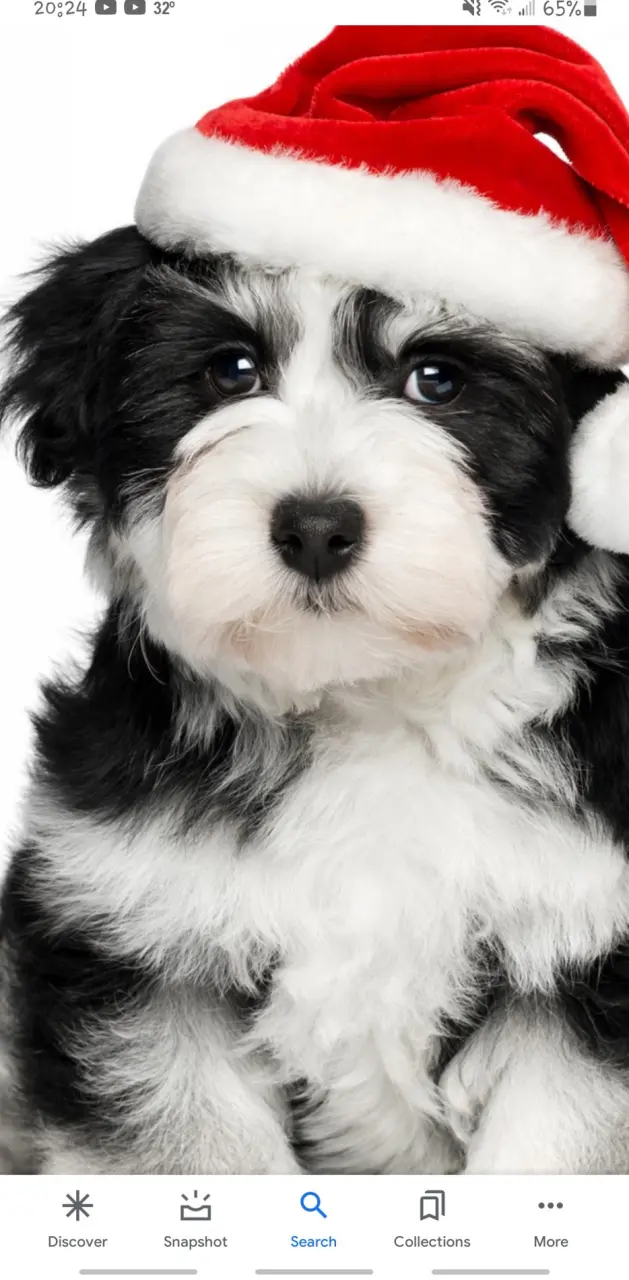 Cute Xmas puppy