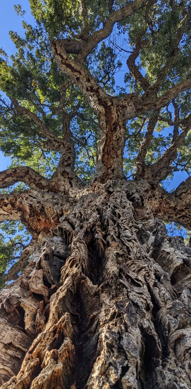 California cork tree