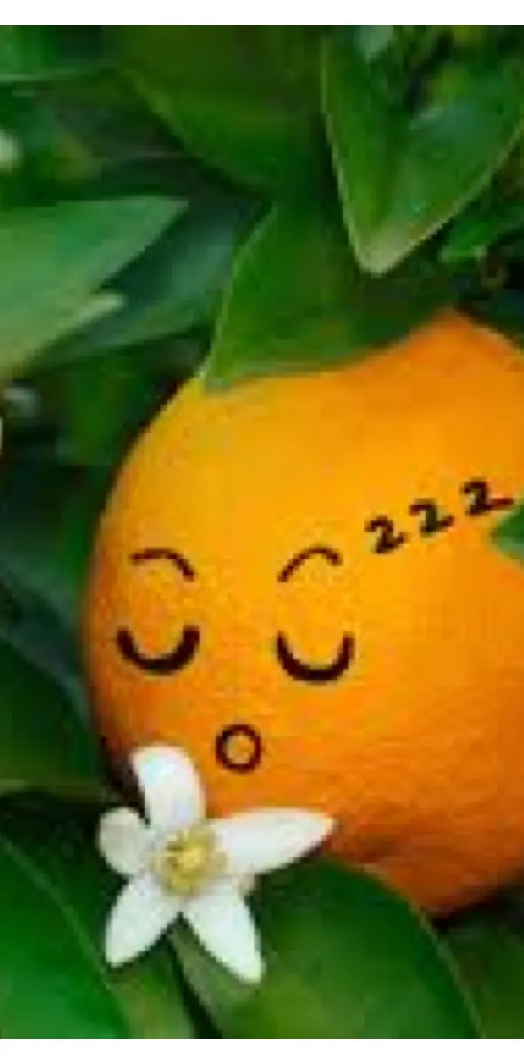 Sleepy Orange