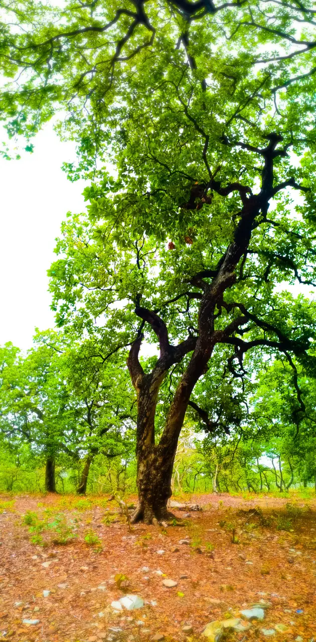Nature Tree