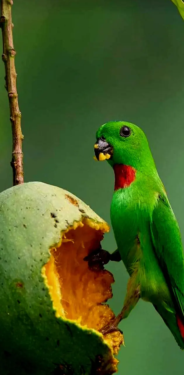 Parrot 🦜 