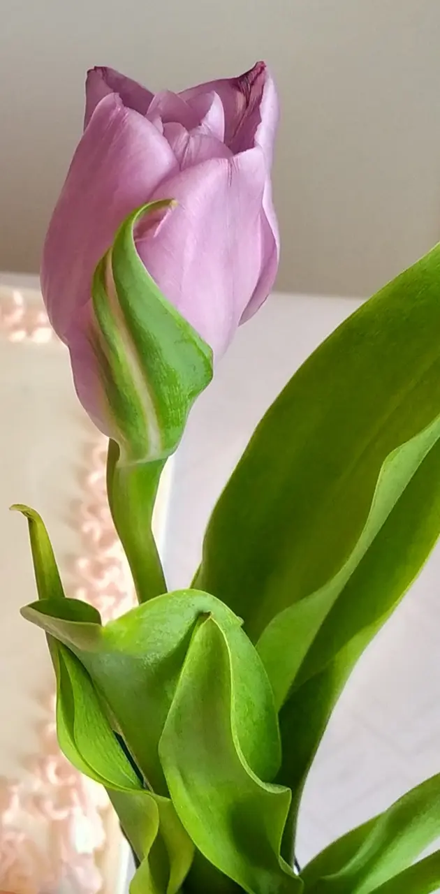 Birthday tulip