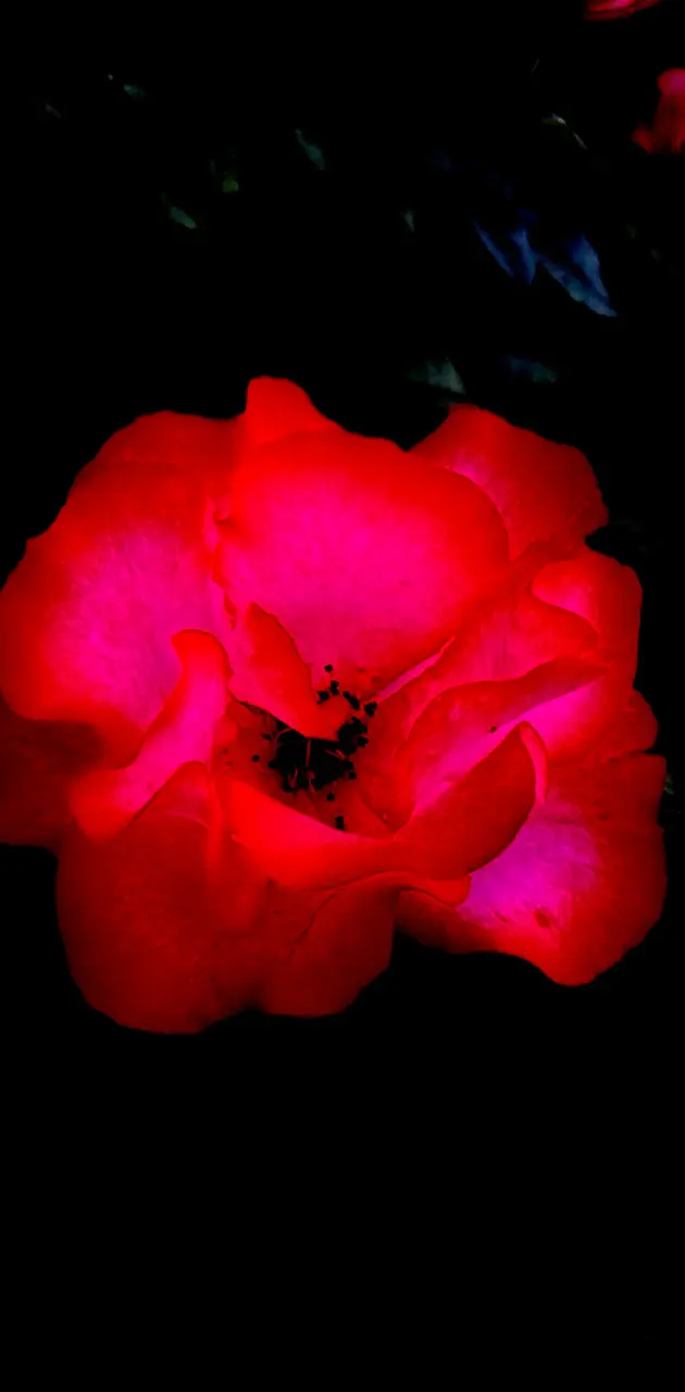 Dark rose 