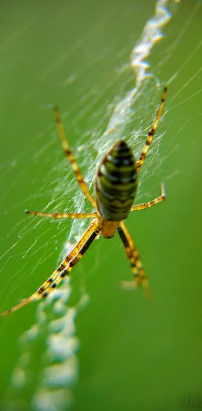 Waspish Spider