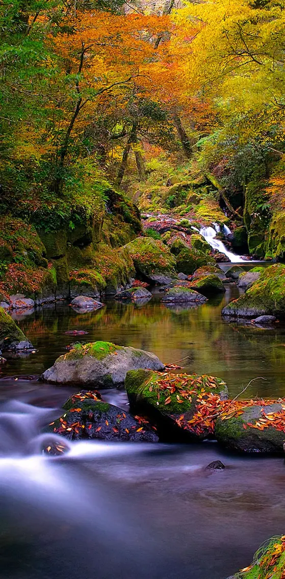 Forest Creek Autumn