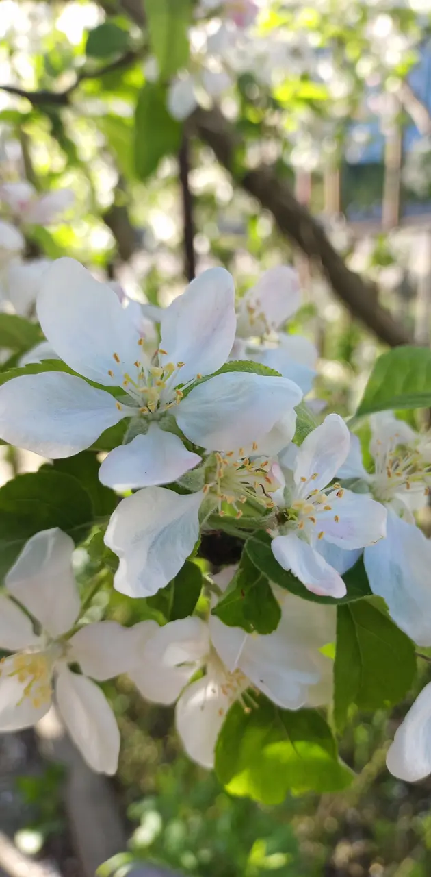 Spring bloom fruittree