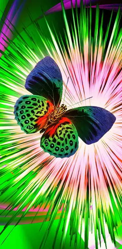 Abstract Butterfly