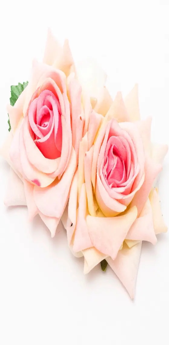Beautiful  Roses