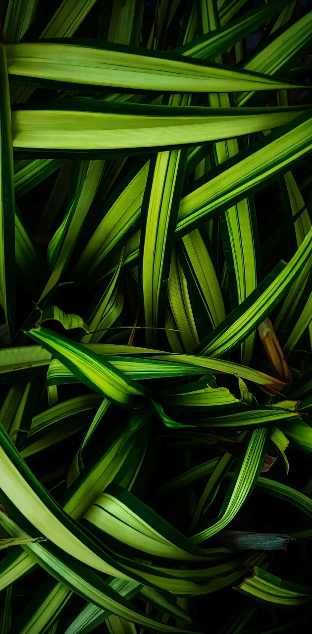 Green Leaf Dark Wallpa