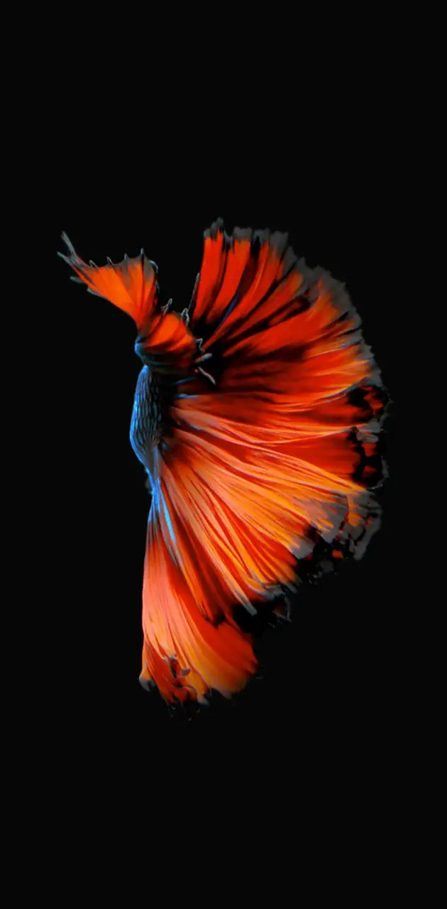 iPhone 6s Fish