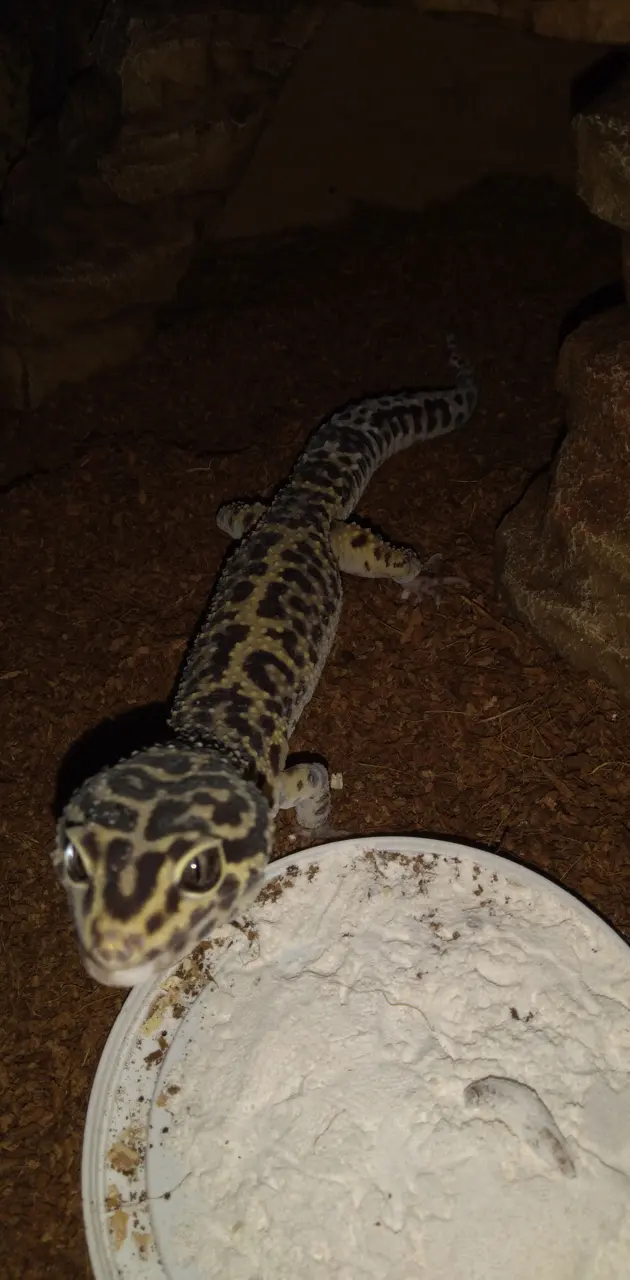 Lepard gecko