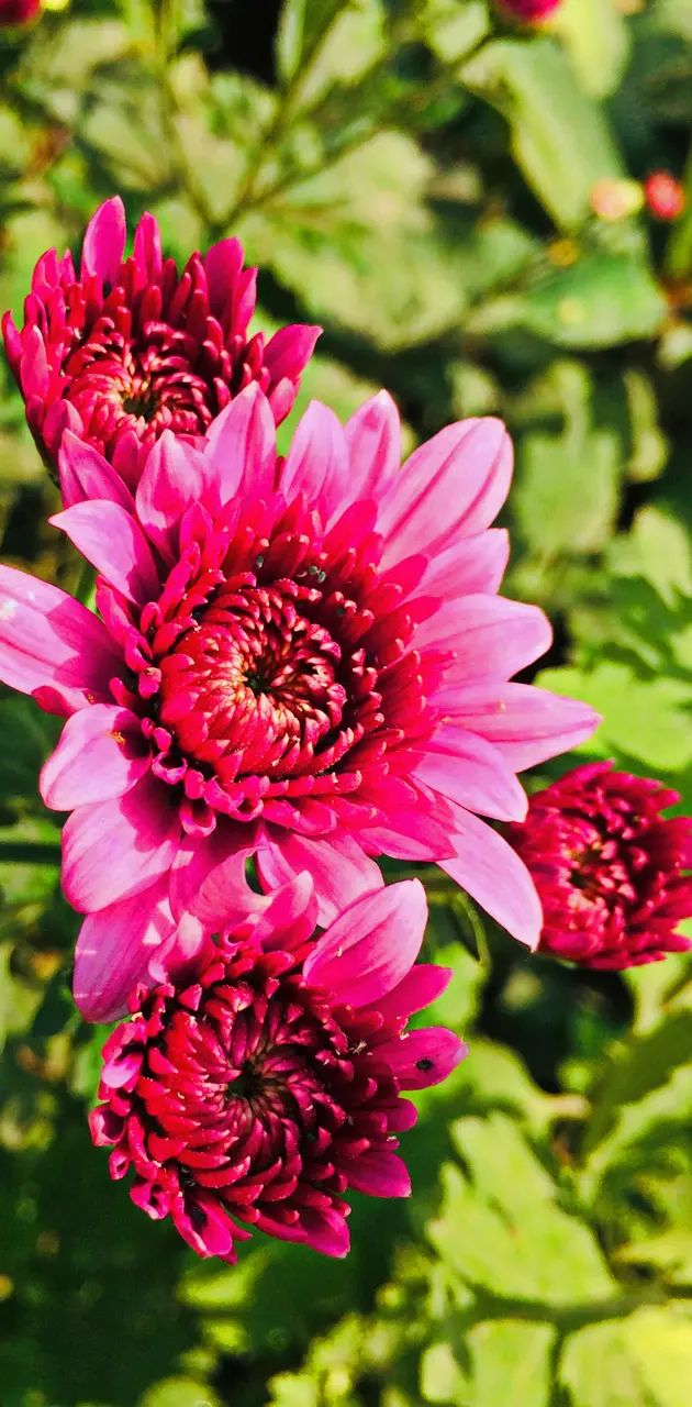 Sunflowers pink