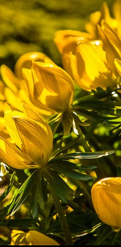 Yellowe Flowers