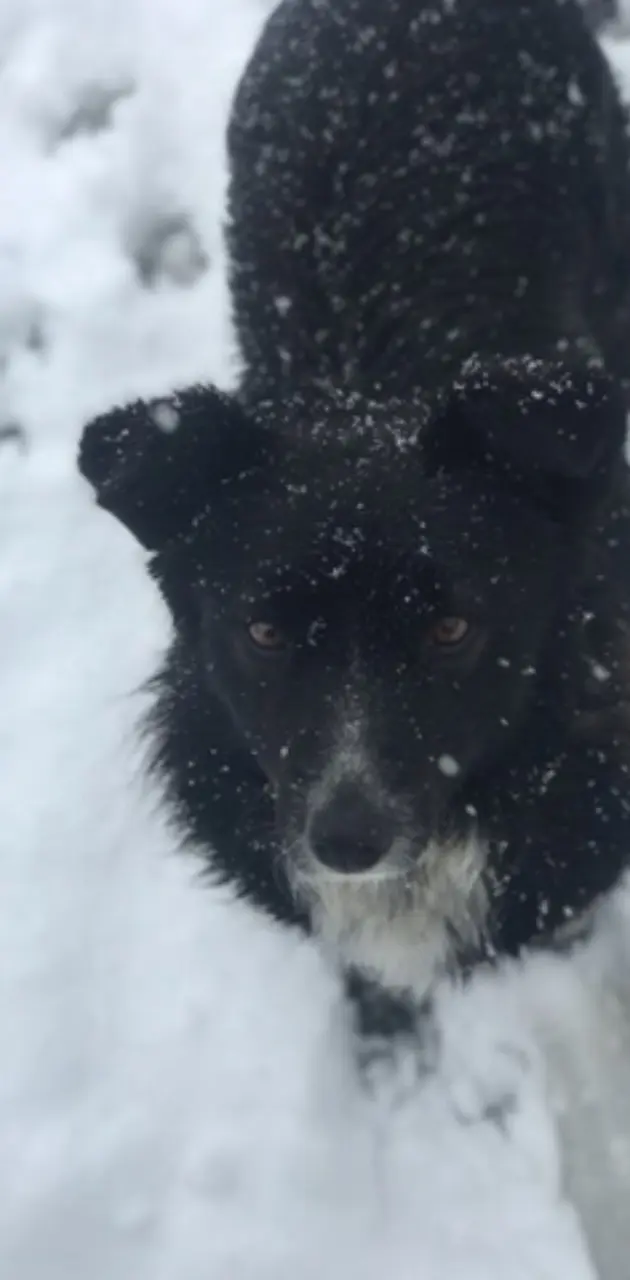 Dog Walking on Snow