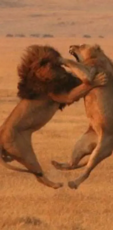 Lion War