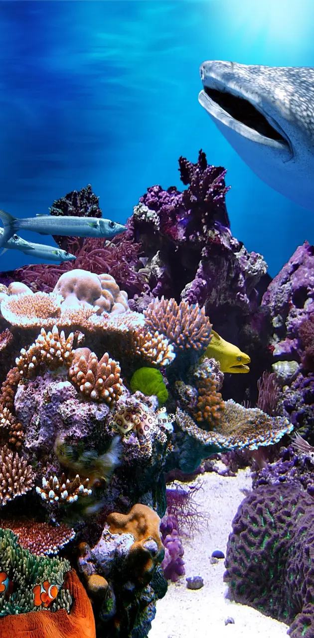 Aqua Coral