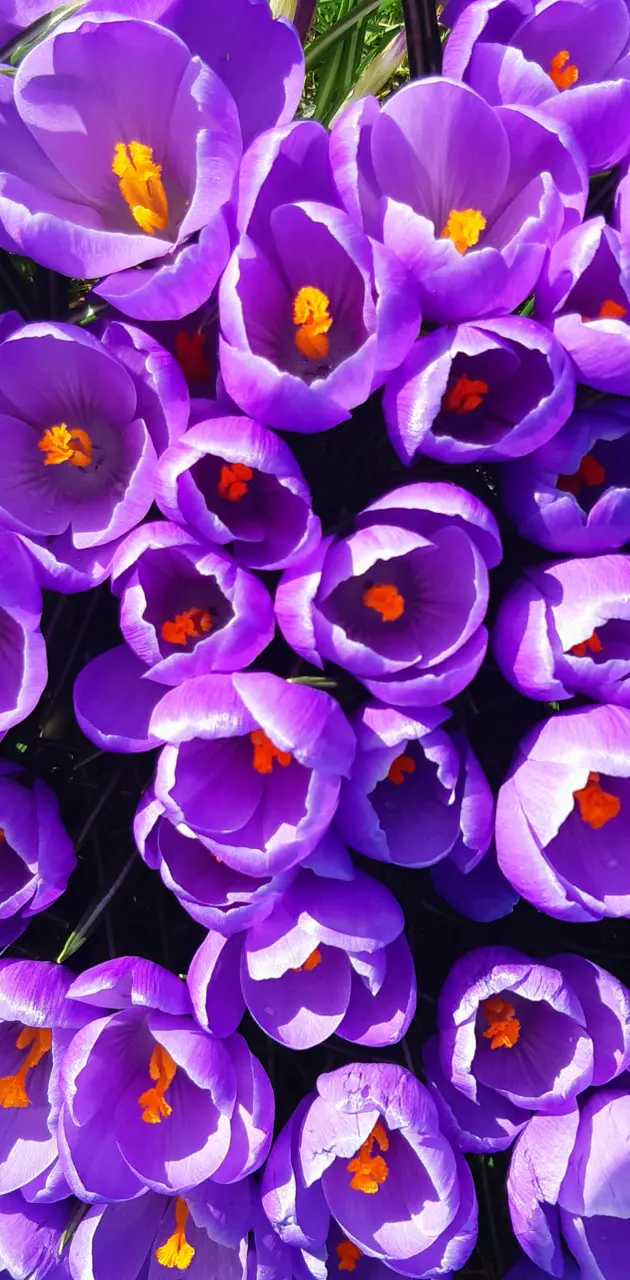 Purple flower fest