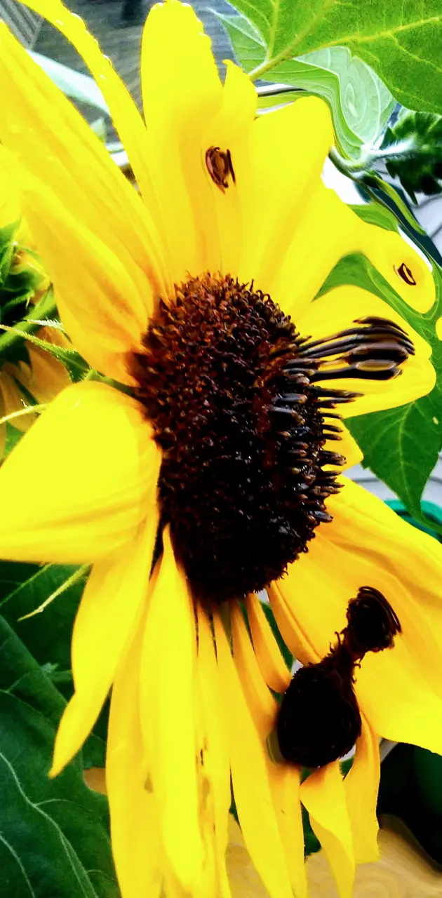Sunflower sensation 