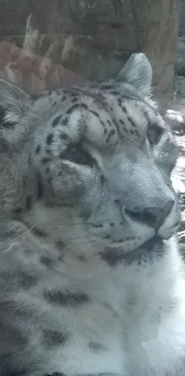 Snow leopard