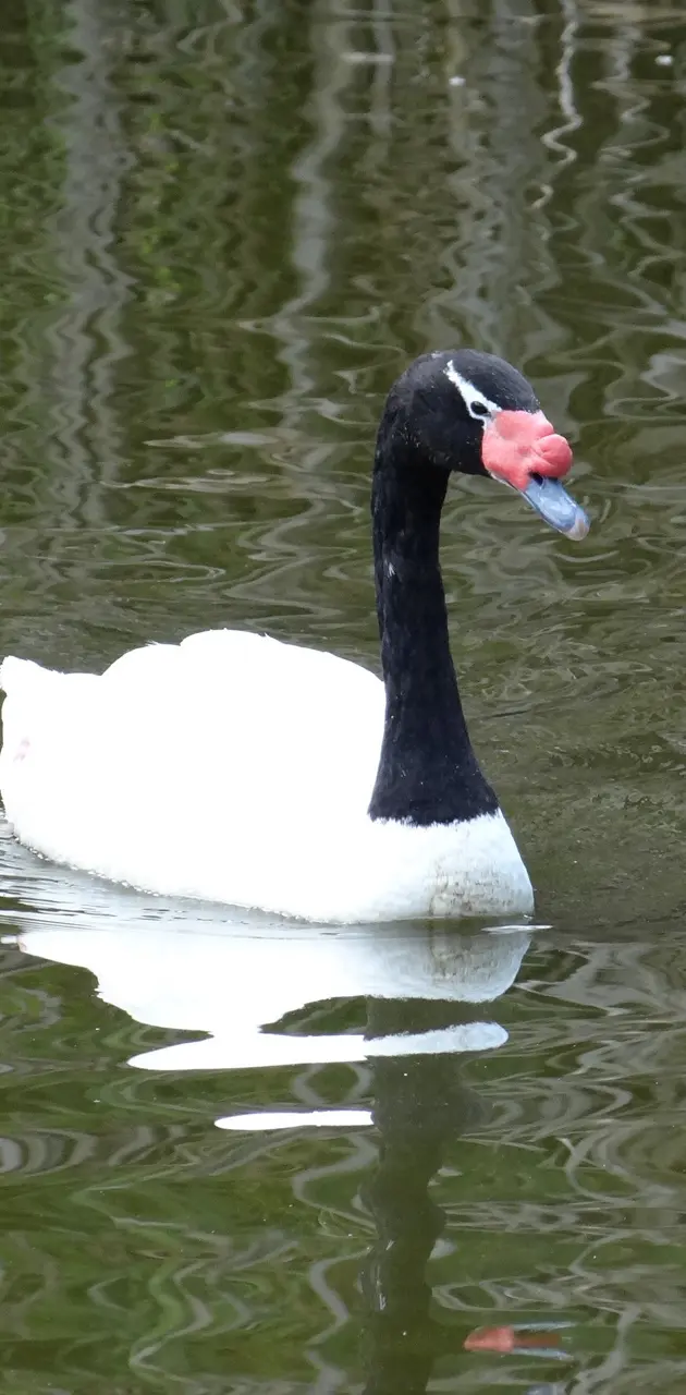 Black-necked-swan