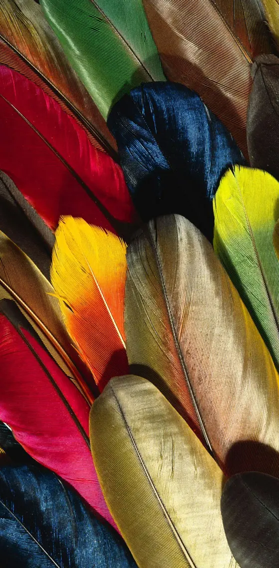 Parrot Feather