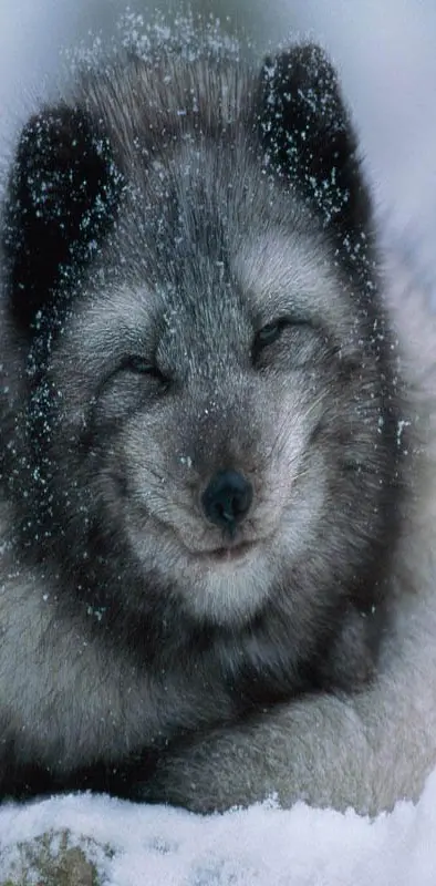 Arctic Fox Pose