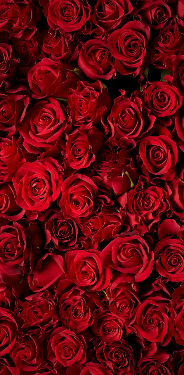 Bed of Roses wallpaper by Quel13 - Download on ZEDGE™ | b044