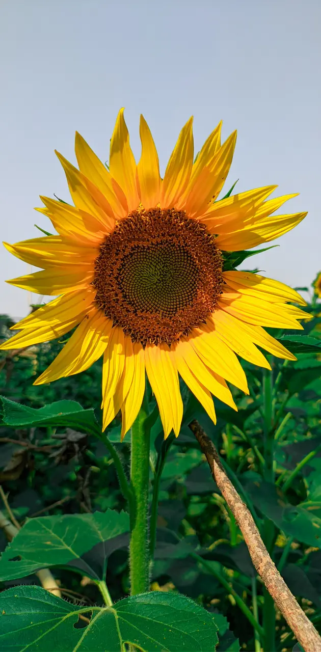 Sunflower by akki