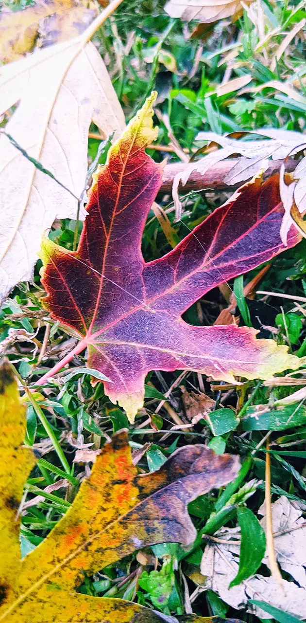 Fall leaf USA